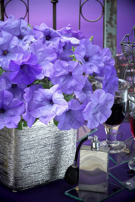 Petunia F1 Evening Scentsation™ - American Takii