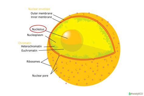 What Is The Nucleolus And Its Function Nucleolus In The Cell Cycle