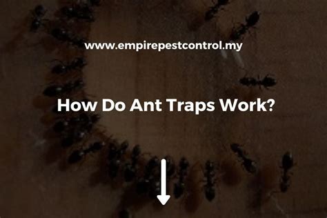 How Do Ant Traps Work A Complete Guide For 2024