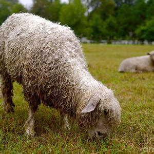 Lamb At Pasture Fence Photograph By Lara Morrison Pixels