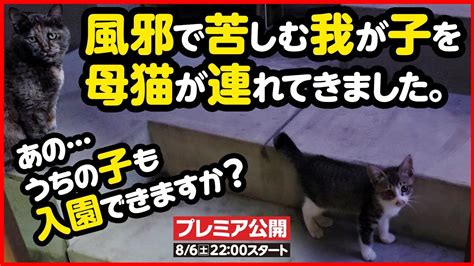 【子猫保護】「あのうちの子も入園できますか？」母猫が我が子を連れて訪ねてきました Youtube