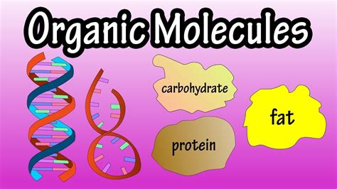 What Do All Organic Molecules Contain