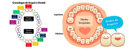 Cronolog A De Erupci N En Dentici N Temporal