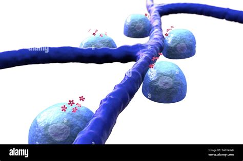 Ilustración 3D de células beta e insulina Vena y células las células