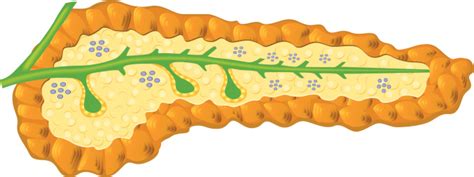 Inherited disorders: Cystic fibrosis | Medicines Learning Portal