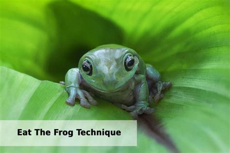 Eat The Frog Technique: Everything You Need to Know - Timeular