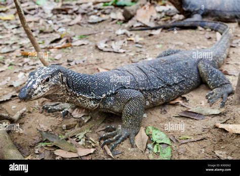 The monitor lizard from Palawan, Philippines Stock Photo - Alamy