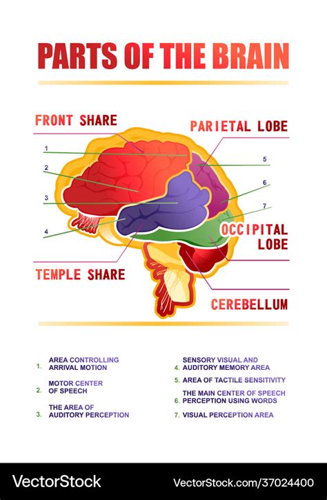 Parts brain educational scheme Royalty Free Vector Image