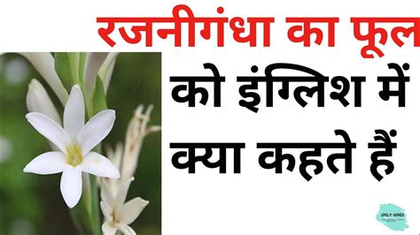 रजनीगंधा का फूल को इंग्लिश में क्या कहते हैं Rajnigandha Phool Ko