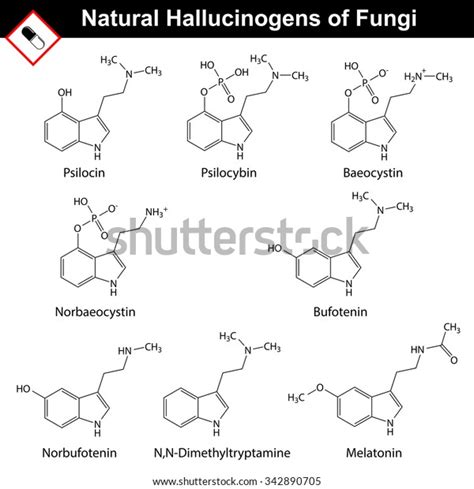 Natural Tryptamine Hallucinogens Baeocystin Norbaeocystin Psilocin