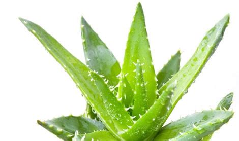 Let there be light! How much sunlight does an Aloe Vera Plant Need?