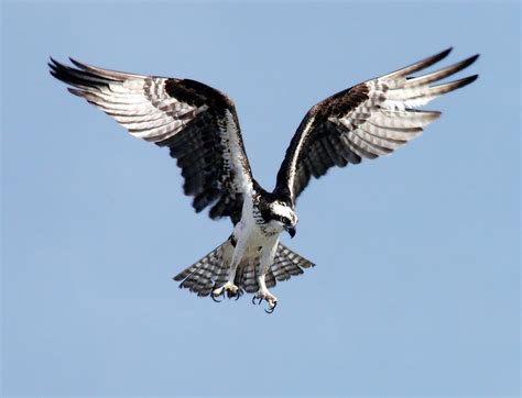 Osprey Eagle Birds Of Prey - Free photo on Pixabay