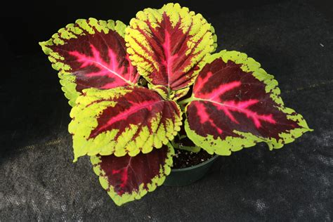 Kong Rose Coleus – Domann's Plants
