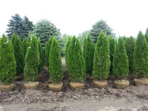 Arborvitae Emerald Green Arborvitae Thuja Occidentalis 202 Tree Center