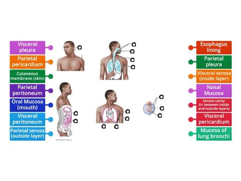 Body Membranes (images property of mastering a & p) used for ...