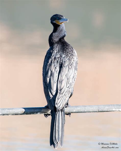 CORMORANTS, ANHINGA | Avian Fine Art