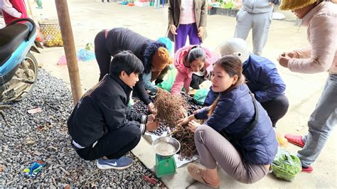 Harvesting Palm Fruit Forest Pepper Goes to the market sell Hà Tòn