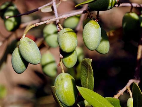 Les variétés d oliviers à cultiver en France GreenInside fr