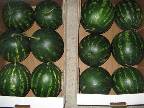 Griechische Leckeren Wassermelonen