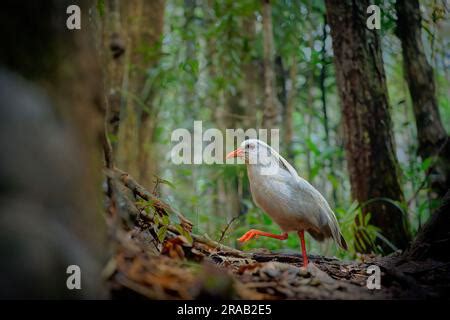 KAGU o Cagou kavu o kagou Rhynochetos jubatus crestó aves de patas