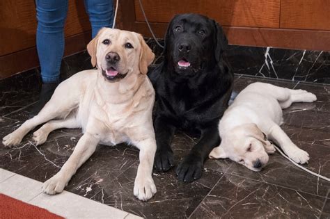 Americas Most Popular Dog Breeds Labrador Retrievers Rank No 1 For