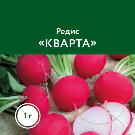 Редис «Кварта»