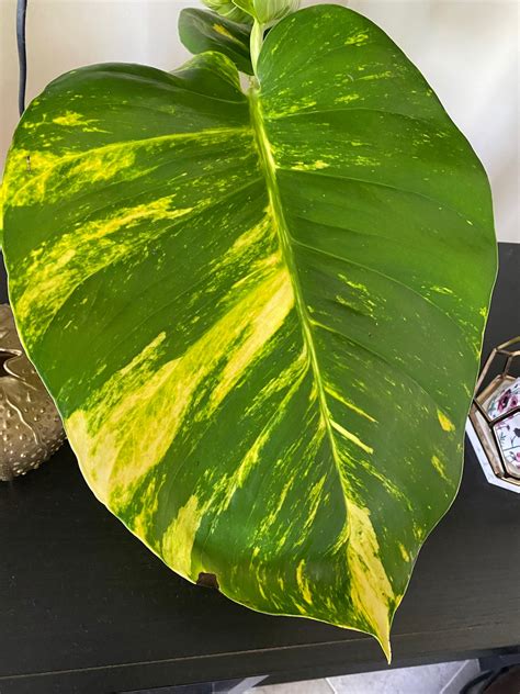 Giant Variegated Hawaiian Golden Pothos Live Plant Cutting Etsy