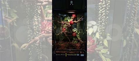 Террариум для хамелеона купить в Санкт-Петербурге | Животные и ...