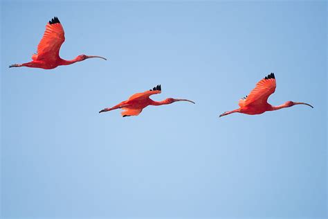 Three Flying Flamingos Hd Wallpaper Peakpx