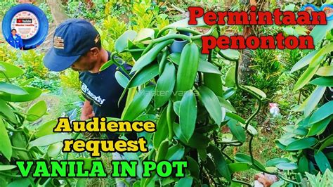 Cara Menanan Vanili Dalam Pot Part Mastervanila Youtube