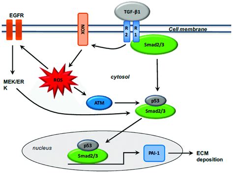 Tgf Smad Pathway