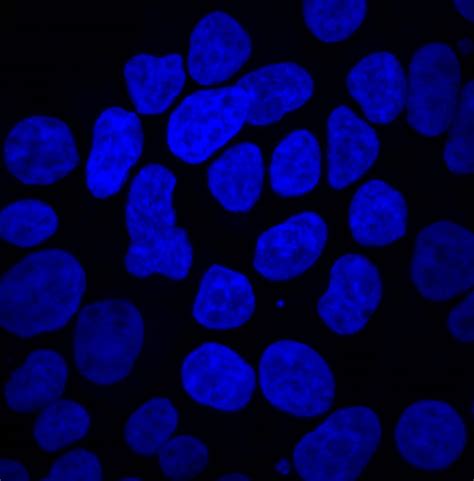 Hoechst Fluorescent Dna Stains Bio Techne