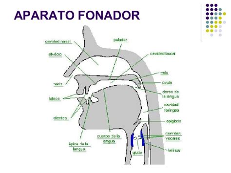 El Aparato Fonador