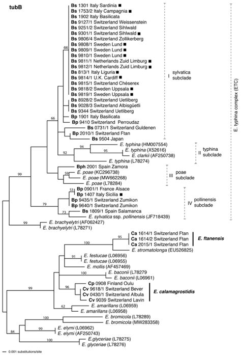 Phylogenetic Tree Inferred From Maximum Likelihood Ml Analysis Of