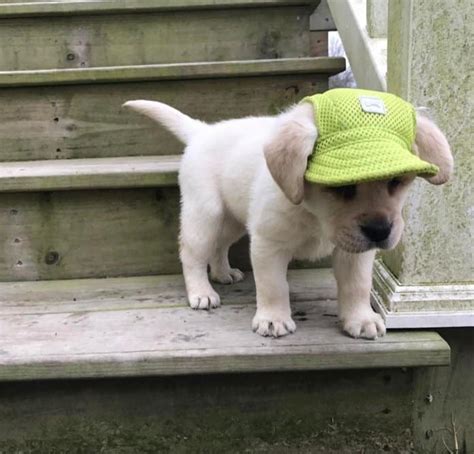 Cómo hacer una gorra para perros Rápido y fácil