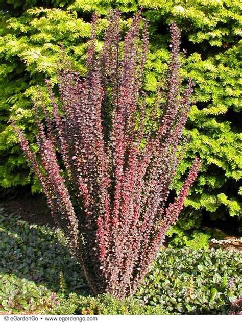 Berberis Thunbergii Helmond Pillar Common Name Helmond Pillar Barberry Egardengo Plants