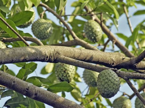 Soursop Tree • Just Fruits And Exotics