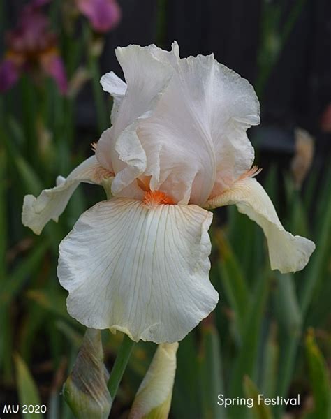 Spring Festival Historic Iris Preservation Society