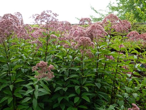 Eupatorium Maculatum Atropurpureum Koninginnekruid Koninginnenkruid