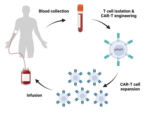 Chimeric Antigen Receptors And T Cells Rapid Novor