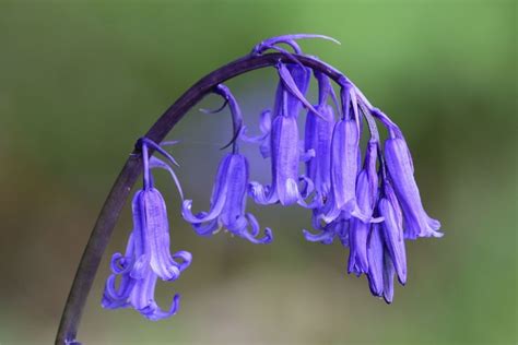 14 Bell Shaped Flowers For Your Garden Harper S Nurseries