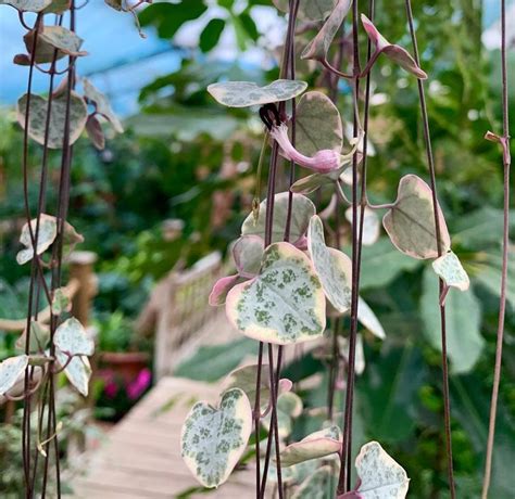 Variegated String Of Hearts For Your Urban Jungle