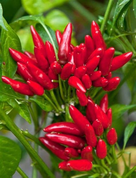 Pin By Clara Camatel On Gardening Tips Chilli Plant Food Forest