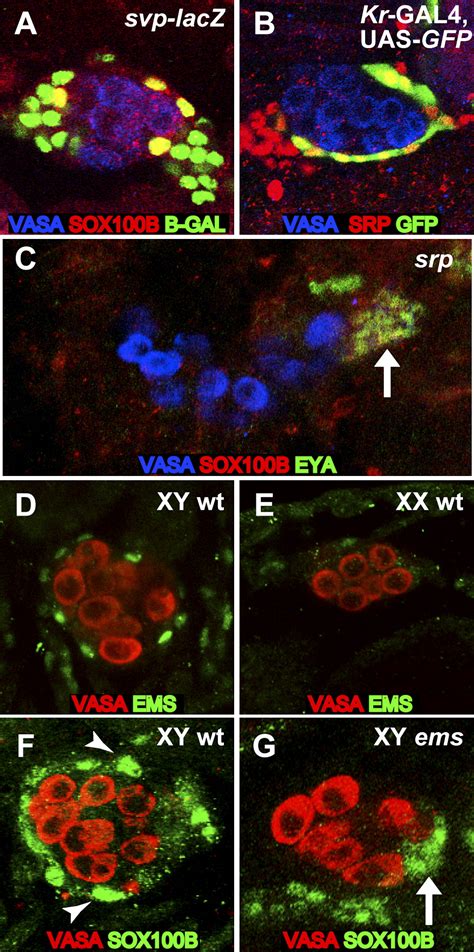 Nonautonomous Sex Determination Controls Sexually Dimorphic Development