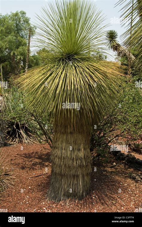 Mexico. Desert plants Stock Photo - Alamy