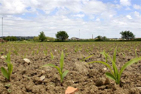 Importancia del fósforo por las plantas Grupo SACSA