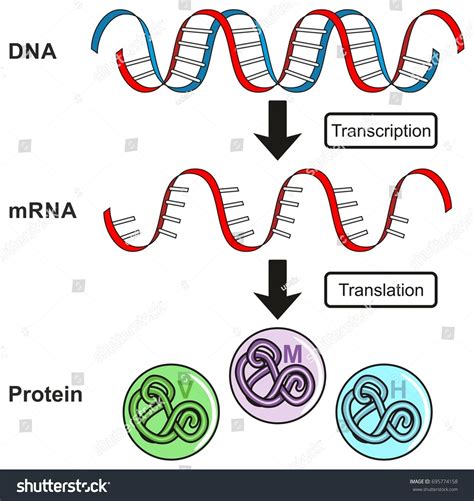 Dna Rna Strands Sequencing: Over 301 Royalty-Free Licensable Stock Vectors & Vector Art