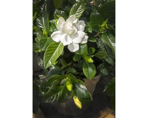 A Guide To Successfully Growing Gardenias Indoors Indoor Home Garden