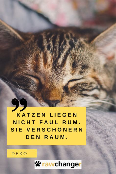 Katzen Zitate Und Spr Che Lustig Katzenbilder Lustig