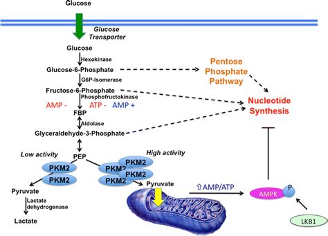 Reprogramming Of The Glycolytic Pathway In Cancer Cells Cancer Cells